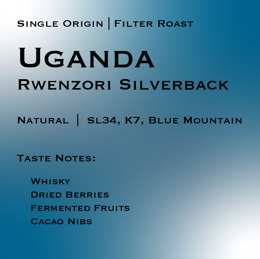 UGANDA |  Rwenzori Silverback